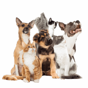 animal-rescue-dogs-cats